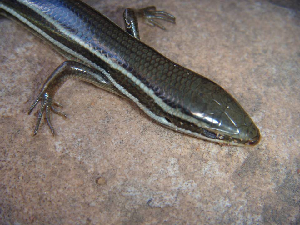 FIGURE 3 FIGURE 3